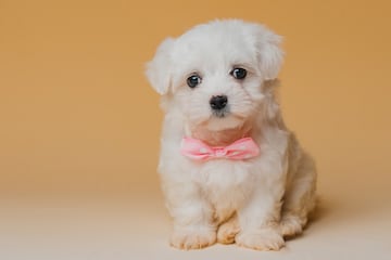 El bichón maltés es un perro pequeño que pesa entre 1 y 3 kg.  Su pelo le hace parecer más corpulento de lo que en realidad es.