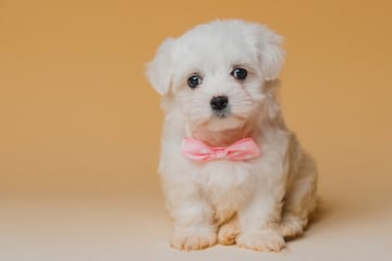 El bich¨®n malt¨¦s es un perro peque?o que pesa entre 1 y 3 kg. Su pelo le hace parecer m¨¢s corpulento de lo que en realidad es.
