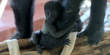 El Zoo de Philadelphia: "Se cayó el micrófono  #CuteAnimalTweetOff ".
