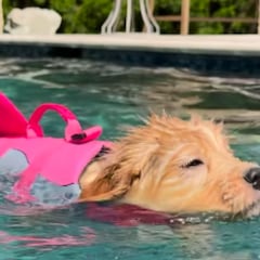 El adorable cachorro de golden retriever que se convierte en un ‘tiburón’ durante su primera clase de natación: “En más de un sentido”