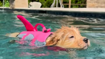 El adorable cachorro de golden retriever que se convierte en un ‘tiburón’ durante su primera clase de natación: “En más de un sentido”