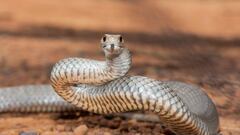We planted this fruit tree all over the country and turns out it’s a snake magnet in the summer
