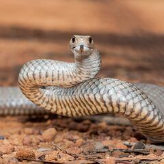 We planted this fruit tree all over the country and turns out it’s a snake magnet in the summer