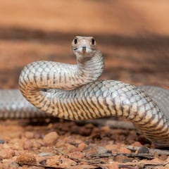 They noticed something unusual lurking in their closet — only to discover a venomous snake inside