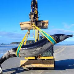 Aparece la ballena “más rara del mundo”