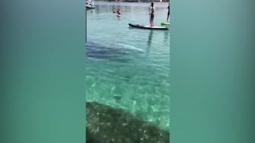 Una ballena de 8 metros irrumpe nadando en una de las playas más turísticas de Mallorca