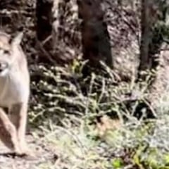 El vídeo de acción del día: la reacción perfecta ante un puma