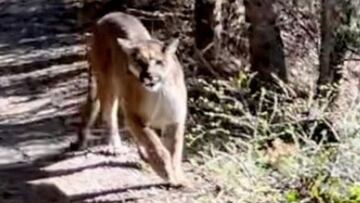 Un puma acechando a un excursionista enBroads Fork Trail, Big Cottonwood Canyon, Utah (Estados Unidos).