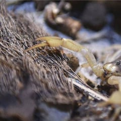 Le pica un escorpión que había dentro del bolso que acababa de comprar por internet en China