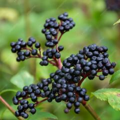 Alertan de los frutos que se parecen a los arándanos pero son muy venenosos: abundan en España y otros puntos de Europa