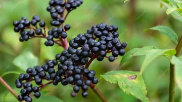 Alertan de los frutos que se parecen a los arándanos pero son muy venenosos: abundan en España y otros puntos de Europa