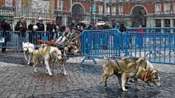 <b>DEMOSTRACIÓN. </b>Los perros nórdicos arrastraron un trineo con ruedas por la Plaza Mayor. Los 'mushers' fueron estudiantes del Colegio Nuestra Señora de la Paloma.
