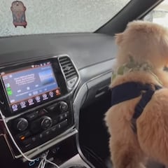 El Golden Retriever que encandila a las redes por su miedo a entrar en un túnel de lavado con su dueño: “No te preocupes”