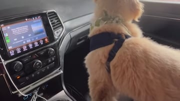 El Golden Retriever que encandila a las redes por su miedo a entrar en un túnel de lavado con su dueño: “No te preocupes”