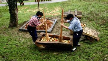 Recolecta de manzanas para la elaboración de la sidra