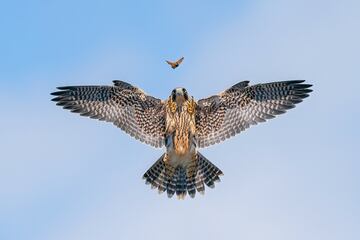 Categoría: Comportamiento de las aves. GANADOR DEL PREMIO DE PLATA. Este polluelo de halcón peregrino había estado volando durante más de una semana y sus habilidades habían mejorado día a día. Todavía no era lo suficientemente bueno para atrapar pájaros vivos en el aire, así que dio pequeños pasos persiguiendo una mariposa revoloteando. 