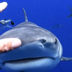 Alexandre Carrier: "Nunca me fiaré al 100% de un tiburón ni él de mi"