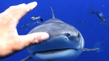 Un tiburón se acerca a la mano de Alexandre Carrier, con varios peces y otro pequeño tiburón de fondo.