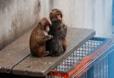 Punch abraza a otros macacos en el zoológico de la ciudad de Ichikawa.