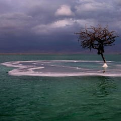 El insólito caso del árbol que crece en medio del Mar Muerto