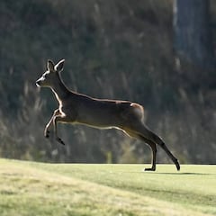 Un visitante inesperado en el Abierto de Escocia de golf