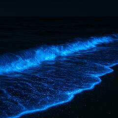 Australia’s beaches are glowing electric blue—and science explains why