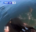 La angustiosa secuencia en la que un surfista logra escapar de un tiburón en Australia