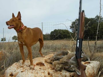 Podenco andaluz