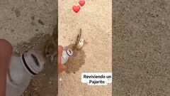 Vídeo: Pajarito se vuelve viral tras ser revivido al darle agua tras golpe de calor