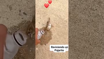 Vídeo: Pajarito se vuelve viral tras ser revivido al darle agua tras golpe de calor