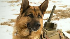Perros bomba: una de las armas más crueles e ineficaces de la Segunda Guerra Mundial