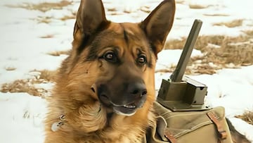 Perros bomba: una de las armas más crueles e ineficaces de la Segunda Guerra Mundial