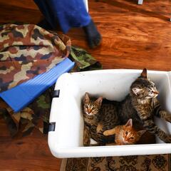 National Cat Day: History and interesting facts about our feline companions