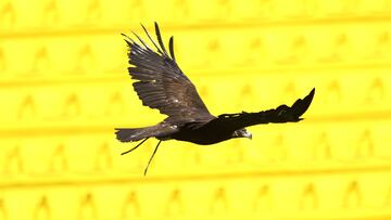Eagle during official photo of America team as part of the Liga BBVA MX Femenil, Torneo Clausura 2025 at Ciudad de Los Deportes Stadium, on February 14, 2025 in Mexico City, Mexico.
