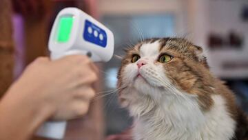 An employee takes the temperature of a cat at the re-opened Caturday Cat Cafe, which had been temporarily shuttered due to concerns about the spread of the COVID-19 novel coronavirus, in Bangkok on May 8, 2020. (Photo by Lillian SUWANRUMPHA / AFP)