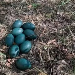 Hallan unos extraños huevos de color azul: pertenecen una especie en peligro de extinción