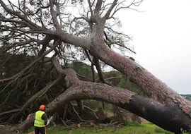 Adiós al pino donde Juan Ramón Jiménez enterró a ‘Platero’: “Con el máximo respeto hacia su valor histórico”