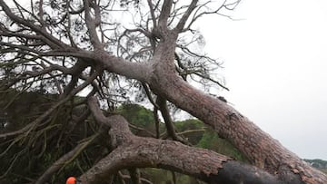 Adiós al pino donde Juan Ramón Jiménez enterró a ‘Platero’: “Con el máximo respeto hacia su valor histórico”