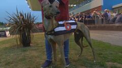 Champion Irish greyhound tests positive for cocaine