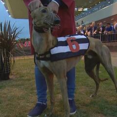 Champion Irish greyhound tests positive for cocaine