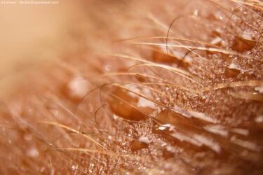 Lector biométrico de sudor, la protección para móviles imposible de hackear