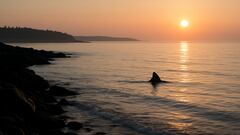 Warning: more great white sharks spotted along the coasts of this northern state