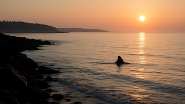 Shark fin off coast - artist's impression