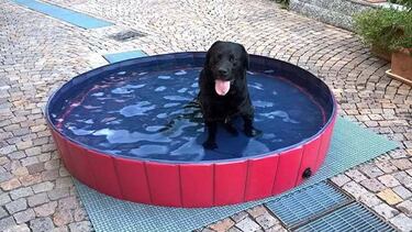 ?Qu hacer para que tu perro o gato pase menos calor?