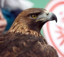 Tristeza en el Eintracht: su mascota, vetada en Sevilla