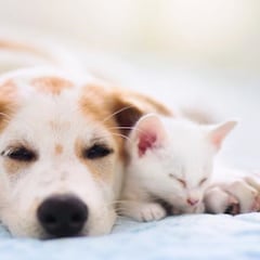 España, ¿país de perros o de gatos?