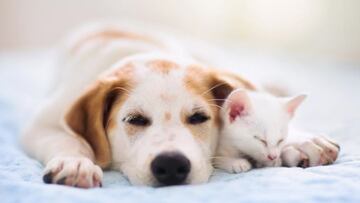 España, ¿país de perros o de gatos?