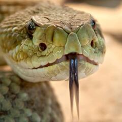 We planted this fruit tree all over the country and it turns out to be a snake magnet in summer