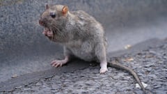 Watch out for rats: This is the reason why their numbers are increasing in US cities according to experts