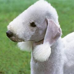 Las razas de perros más raras del mundo: ¿cuáles son y qué características tienen?